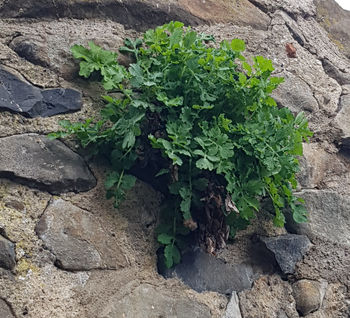 Eine alte Mauer aus Stein. Vermutlich ist sie schon über 100 Jahre alt. Aus dieser festen Mauer sprießt neues Grün hervor. 