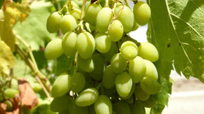 Weintrauben